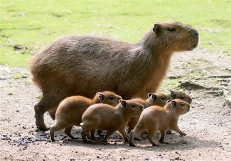 Five Baby Capybaras Born at Zoo Berlin - ZooBorns