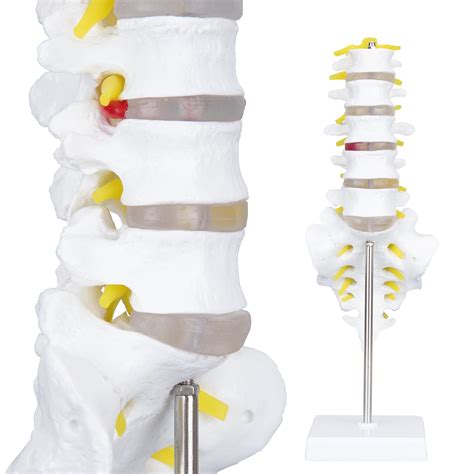 Buy LVCHEN Human Spine Anatomy Model - 1:1 Life Size Lumbar Vertebrae Sacrum Coccyx & Nerves ...