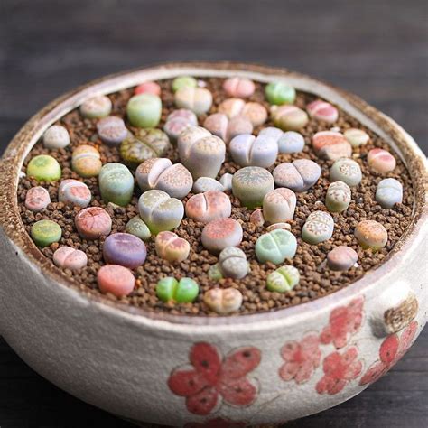 100 seeds Lithops Pseudotruncatella Living Stone Rare Succulent Seeds Home Garden Plant seeds ...