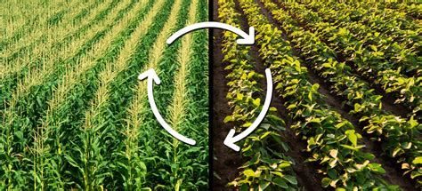 The Benefits of Crop Rotation and Diversity – U.S. Farmers & Ranchers in Action