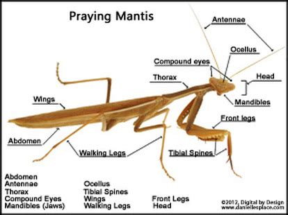 Praying Mantis Biology