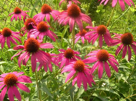 Mary's Louisiana Garden: Purple Coneflowers