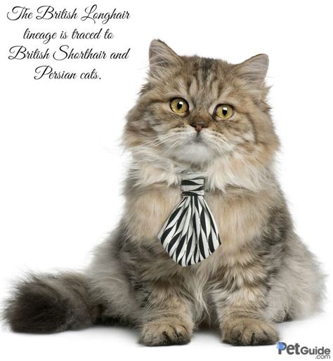 British Longhair Cat Breed Information and Pictures - PetGuide | PetGuide