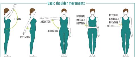 Shoulder Muscles : Attachment, Nerve Supply & Action - Anatomy Info