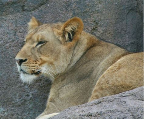 Female lion at zoo | Female lion, Zoo, Animals