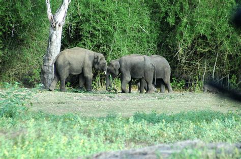 Bandipur National Park - India Travel Blog