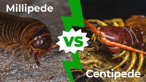 Millipede vs. Centipede: The 7 Key Differences Explained - IMP WORLD