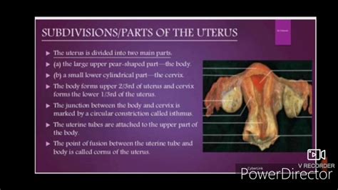 Uterus Anatomy Labeled