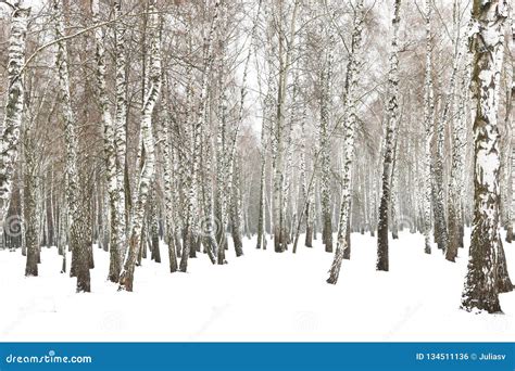 Black and White Birch Trees Stock Photo - Image of scenic, rural: 134511136