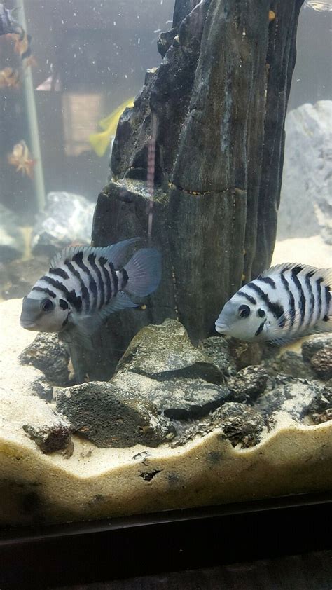 Convict Cichlid male female breeding pair | Cichlid fish, Cichlids ...