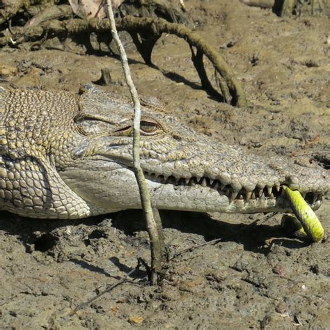 Crocodiles on the Daintree river Crocodiles , birds, snakes , scenery ...