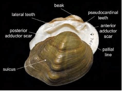 Basic shell anatomy. | Download Scientific Diagram