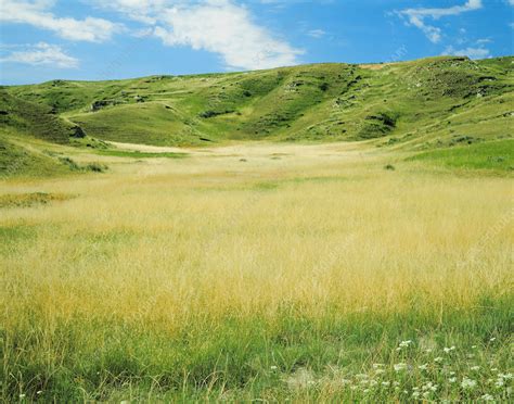 Nebraska Sandhills - Stock Image - C025/1209 - Science Photo Library