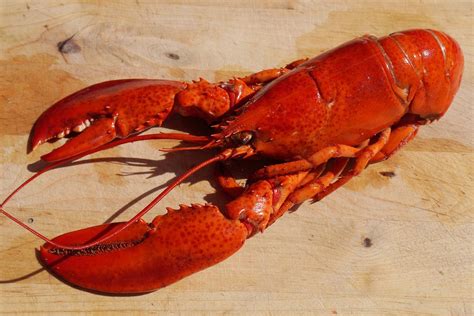 Boiling Lobsters Alive Is an Act of Cruelty, Says Switzerland - Eater