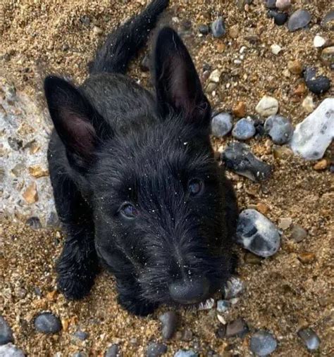 15 Adorable Photos Of Scottish Terrier Puppies With Pure Beauty - ilovedogscute.com