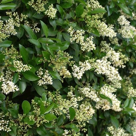 Waxleaf Privet Hedge - Ligustrum japonicum for Sale - Brighter Blooms Nursery – BrighterBlooms.com