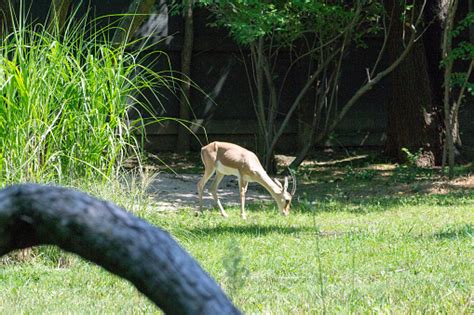 Rhim Gazelle In Captivity Stock Photo - Download Image Now - Agility ...