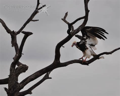 Vulture - Africa Geographic