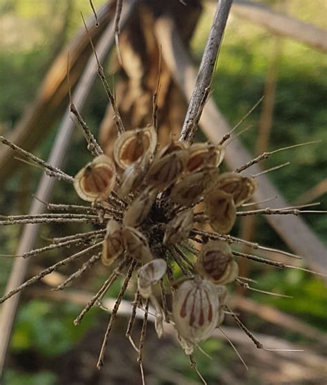 Giant hogweed seeds – Found Food