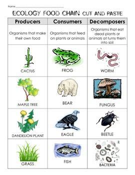 what is the role of decomposers in the ecosystem