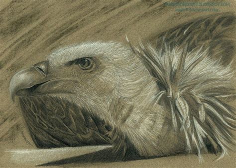 Vulture by AmBr0 on DeviantArt