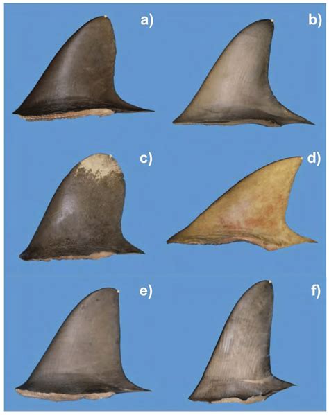 10 Examples of fin-tip location on the dorsal fins of shark species... | Download Scientific Diagram