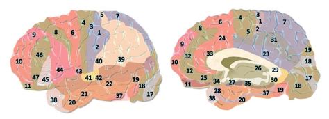 Las 47 áreas de Brodmann (y sus características)