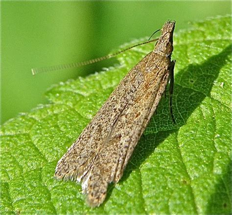 Palmerworm Moth - Dichomeris ligulella - BugGuide.Net