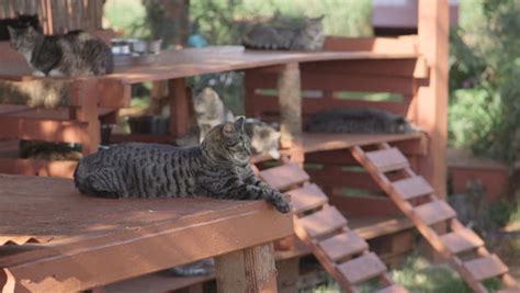 Purr-adise: Hawaii's cat sanctuary - CBS News