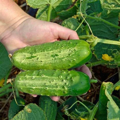 Pickling Cucumbers 1 lb - 5G Farm