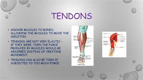 PPT - Tendons & Ligaments PowerPoint Presentation, free download - ID ...