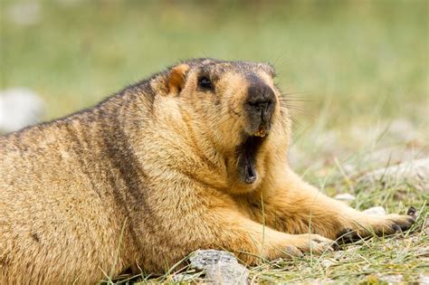 Himalayan marmot (groundhog) | Prarie dog, Marmot, Yawning