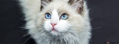 White cat with blue eyes 4K wallpaper download