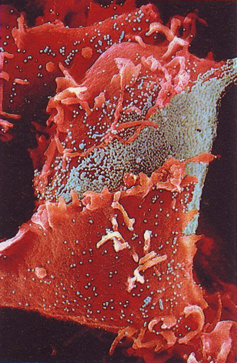 The Human Immune System like You Have Never Seen It Before (With images) | Microscopic ...