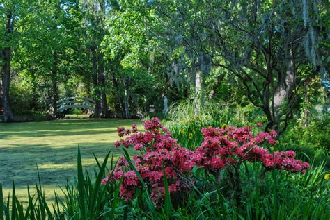 Magnolia Plantation & Gardens – Gardens Visitor