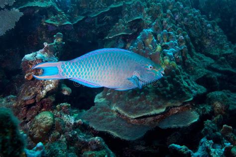 Queen Parrotfish stock photo. Image of underwater, bonaire - 18228290