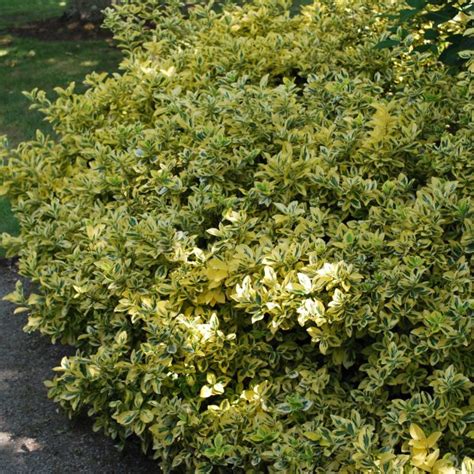 Euonymus Emerald & Gold. Shrubs for Sale. Letsgoplanting.co.uk