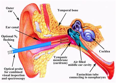 Middle Ear Cavity Anatomy