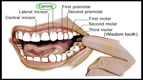 canine-tooth - YouTube