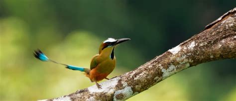 Wildlife in Nicaragua - Types of Nicaraguan Animals - A-Z Animals