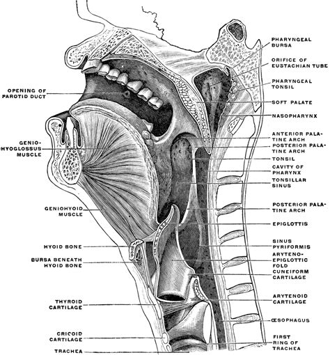 Sagittal Section of the Head and Neck | ClipArt ETC