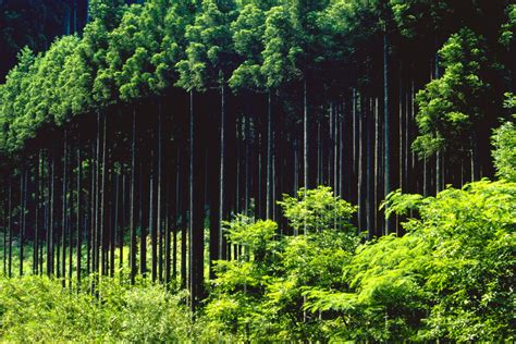 Trees | Kyoto landscapes | Raingod