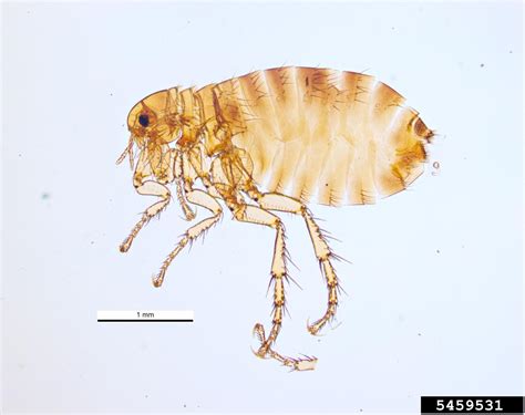 human flea (Pulex irritans)