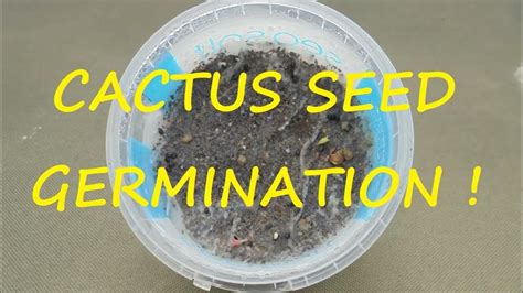 Cactus Seed Germination 🌵🌵🌵 - YouTube