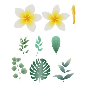 Champa Clipart Vector, Champa Flower 1, Laos, Thai, Line PNG Image For ...