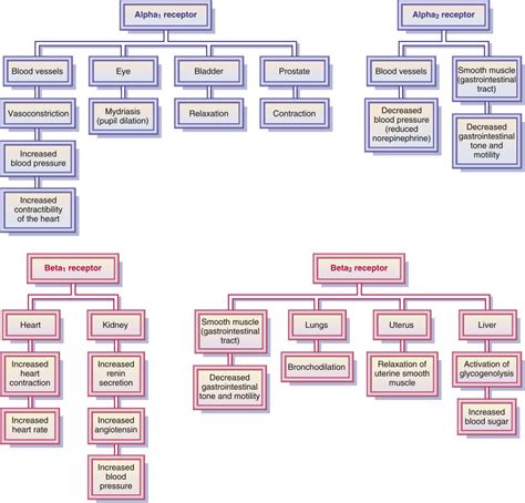 Adrenergic Agonists and Antagonists | Basicmedical Key