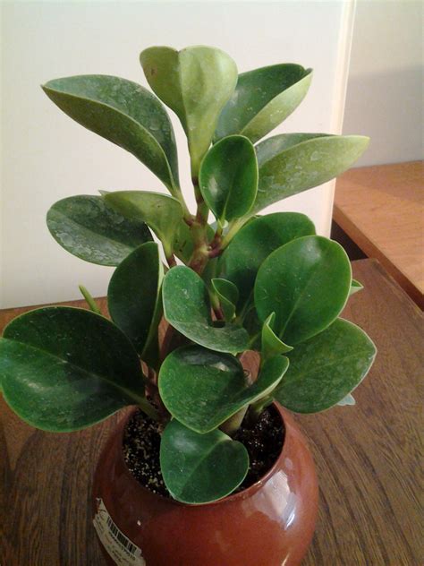 Houseplant Identification - Gardening & Landscaping Stack Exchange