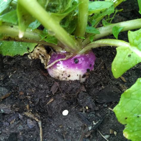 Purple Top Turnip - Specialty Seed