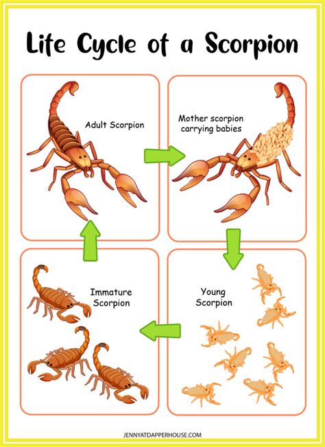 Life Cycle Of A Scorpion For Kids