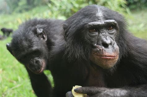 Bonobo Conservation Initiative | Events, Volunteer Opportunities & How to Get Involved